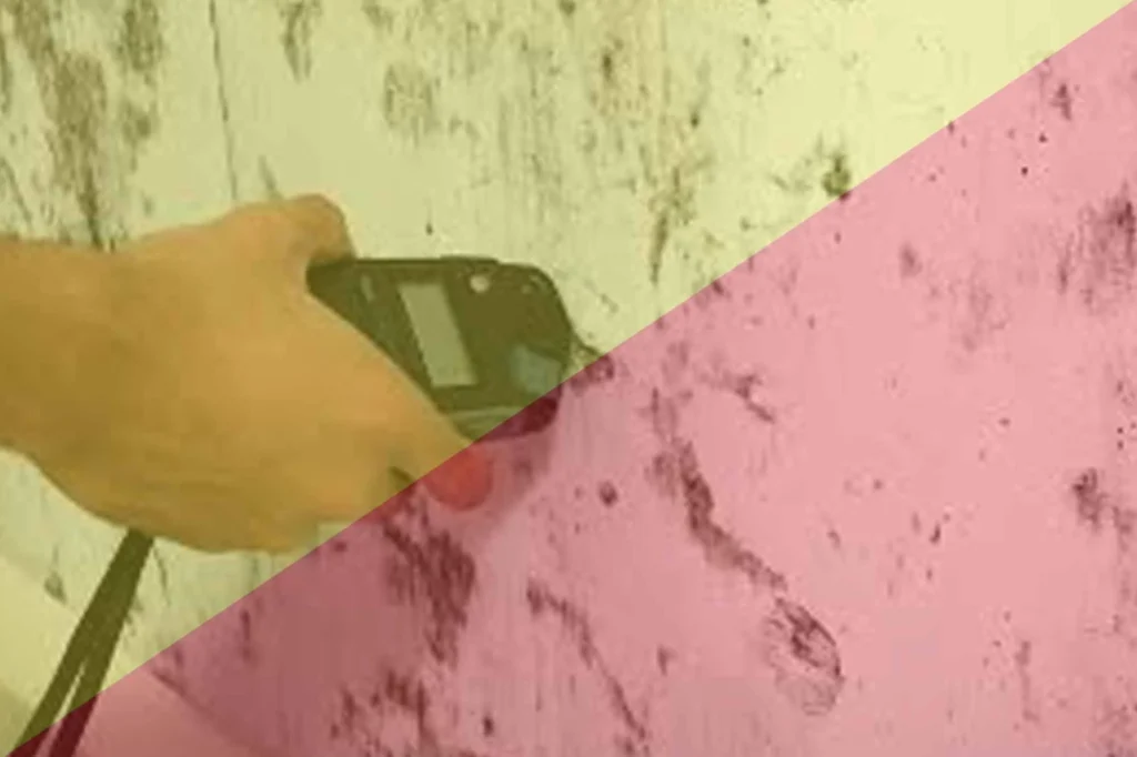 mold inspect